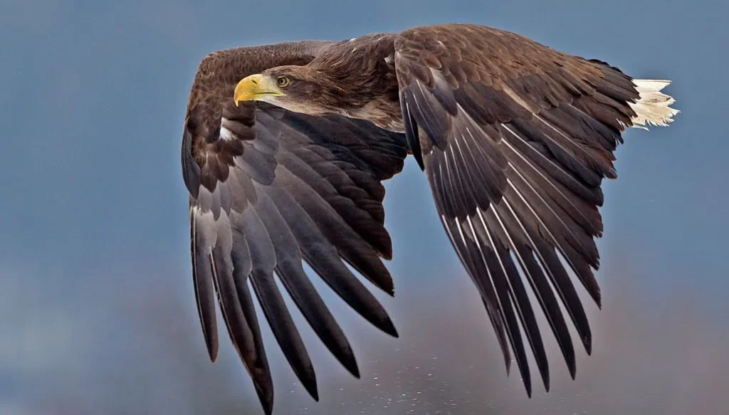bielik gosciem ai cafe na uniwersytecie slaskim polska ai wychodzi z laboratorium