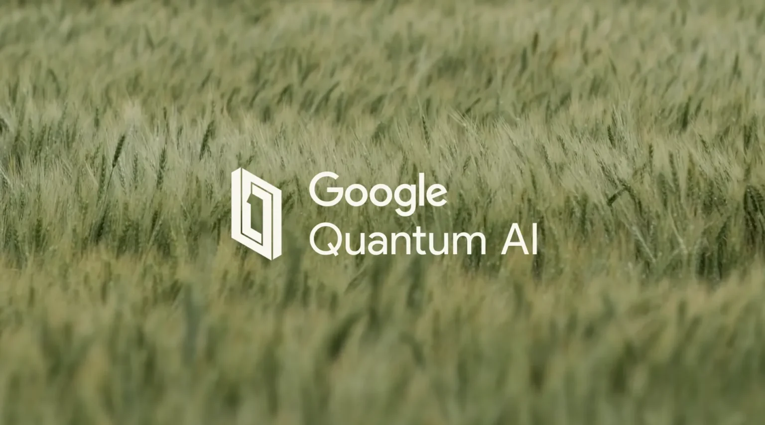 Google Quantum AI zademonstrował kultywację stanów magicznych na procesorze Willow. Błędy spadły 40-krotnie